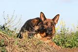 BERGER ALLEMAND 552